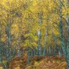 Impression of birch woodland in autumn created using multiple exposures in camera